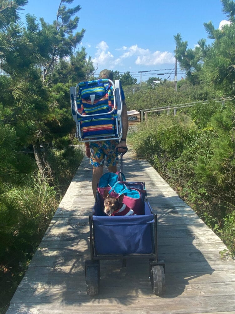 A man in Davis Park Fire Island wearing a backpack chair and pulling a cart that contains a canvas tote and a small dog